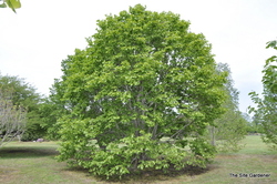 Magnolia denudata — photo 2